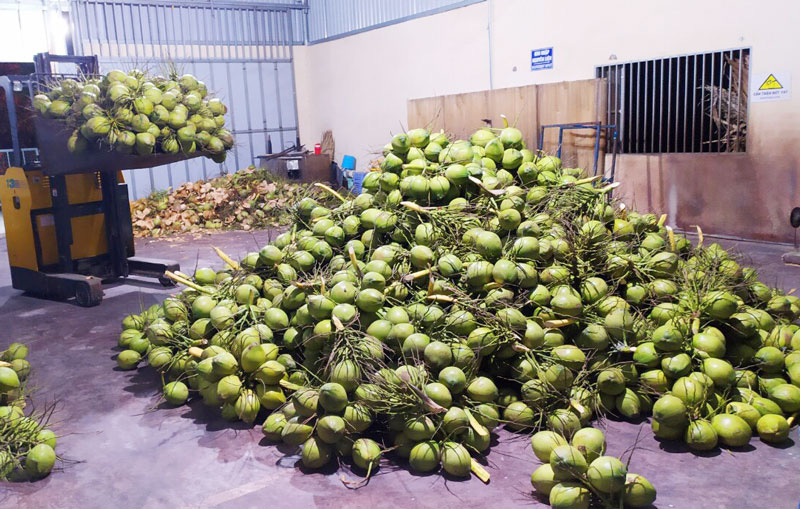 Thu gom Dừa Trái