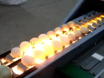 may phan loai trung 08