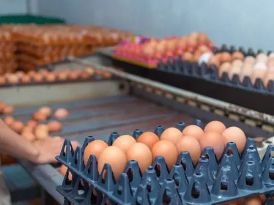 may phan loai trung 11